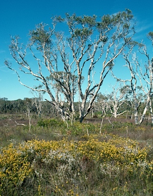 APII jpeg image of Melaleuca quinquenervia  © contact APII