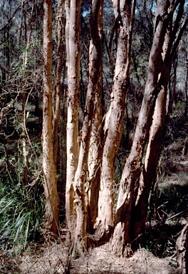 APII jpeg image of Melaleuca quinquenervia  © contact APII