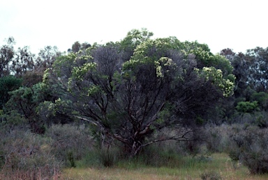 APII jpeg image of Melaleuca rhaphiophylla  © contact APII