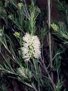 APII jpeg image of Melaleuca rhaphiophylla  © contact APII