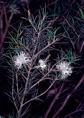 APII jpeg image of Melaleuca rhaphiophylla  © contact APII