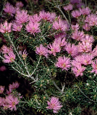 APII jpeg image of Melaleuca seriata  © contact APII