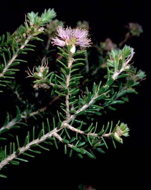 APII jpeg image of Melaleuca seriata  © contact APII