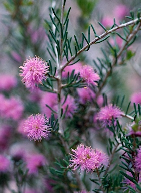 APII jpeg image of Melaleuca scabra  © contact APII