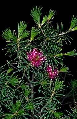 APII jpeg image of Melaleuca scabra  © contact APII