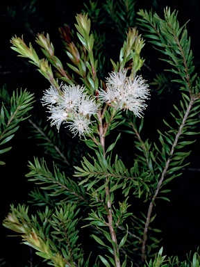 APII jpeg image of Melaleuca sieberi  © contact APII