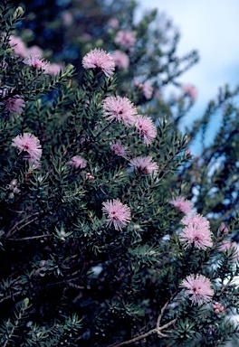 APII jpeg image of Melaleuca squamea  © contact APII