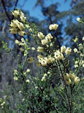 APII jpeg image of Melaleuca squarrosa  © contact APII