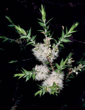 APII jpeg image of Melaleuca styphelioides  © contact APII