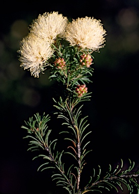 APII jpeg image of Melaleuca systena  © contact APII