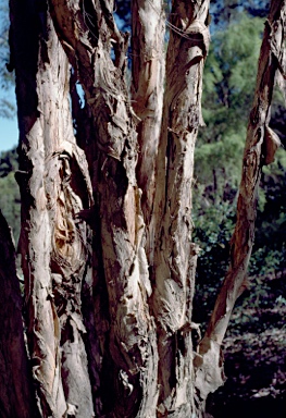 APII jpeg image of Melaleuca tamariscina  © contact APII