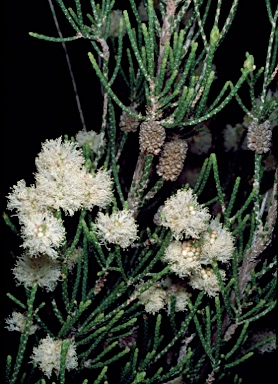 APII jpeg image of Melaleuca irbyana  © contact APII