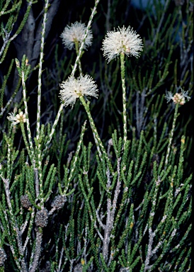 APII jpeg image of Melaleuca thyoides  © contact APII