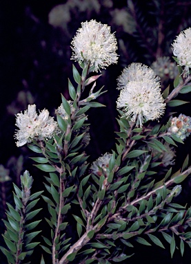 APII jpeg image of Melaleuca tortifolia  © contact APII