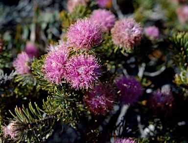 APII jpeg image of Melaleuca trichophylla  © contact APII