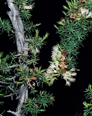 APII jpeg image of Melaleuca undulata  © contact APII