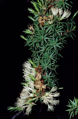 APII jpeg image of Melaleuca undulata  © contact APII