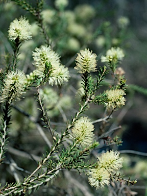 APII jpeg image of Melaleuca viminea subsp. viminea  © contact APII