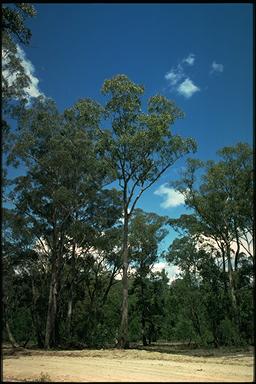 APII jpeg image of Eucalyptus angophoroides  © contact APII