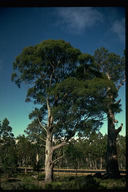 APII jpeg image of Eucalyptus amygdalina  © contact APII