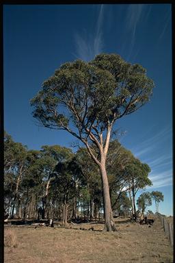 APII jpeg image of Eucalyptus caliginosa  © contact APII