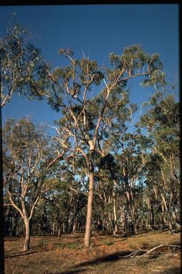 APII jpeg image of Eucalyptus cameronii  © contact APII