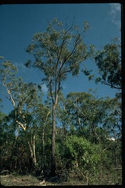 APII jpeg image of Eucalyptus macrorhyncha subsp. cannonii  © contact APII