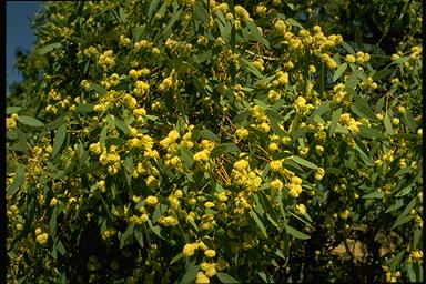 APII jpeg image of Eucalyptus coolabah  © contact APII