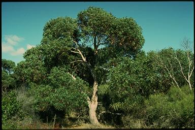 APII jpeg image of Eucalyptus cosmophylla  © contact APII