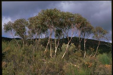 APII jpeg image of Eucalyptus flindersii  © contact APII