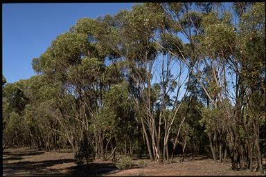 APII jpeg image of Eucalyptus froggattii  © contact APII