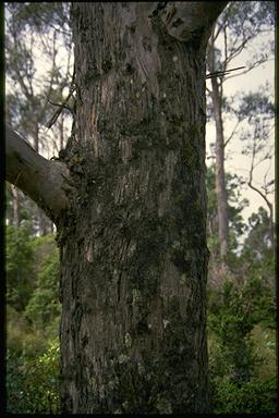 APII jpeg image of Eucalyptus gunnii  © contact APII