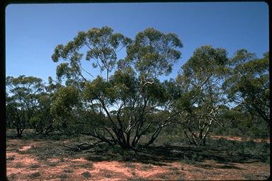 APII jpeg image of Eucalyptus gracilis  © contact APII