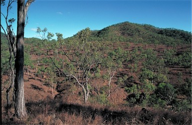 APII jpeg image of Eucalyptus crebra  © contact APII