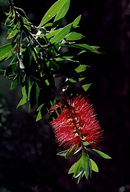 APII jpeg image of Callistemon citrinus 'Splendens'  © contact APII