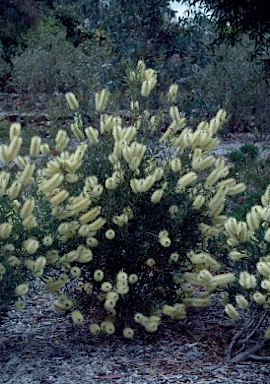 APII jpeg image of Callistemon citrinus  © contact APII