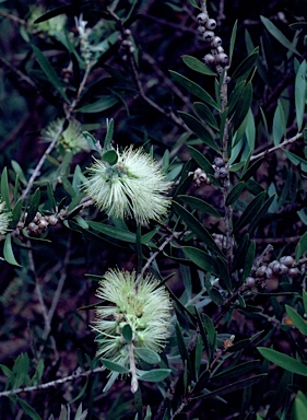 APII jpeg image of Callistemon flavovirens  © contact APII