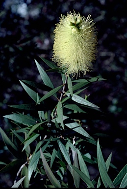 APII jpeg image of Callistemon formosus  © contact APII