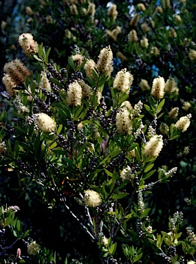 APII jpeg image of Callistemon pallidus  © contact APII