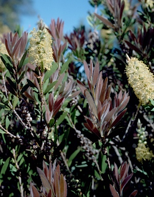 APII jpeg image of Callistemon pallidus  © contact APII