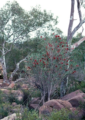 APII jpeg image of Callistemon phoeniceus  © contact APII