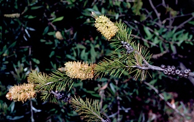 APII jpeg image of Callistemon pityoides  © contact APII