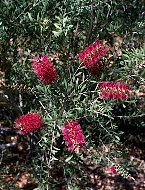 APII jpeg image of Callistemon pungens  © contact APII