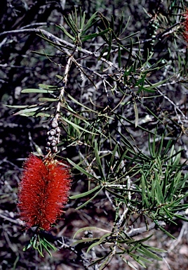 APII jpeg image of Callistemon linearis  © contact APII