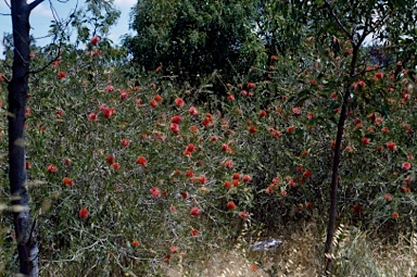 APII jpeg image of Callistemon rugulosus  © contact APII