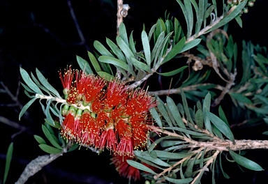 APII jpeg image of Callistemon rugulosus  © contact APII