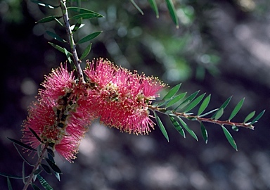 APII jpeg image of Callistemon rugulosus  © contact APII