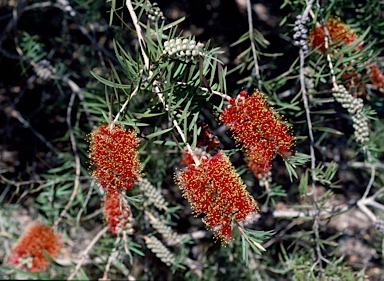 APII jpeg image of Callistemon rugulosus  © contact APII