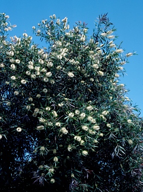 APII jpeg image of Callistemon salignus  © contact APII