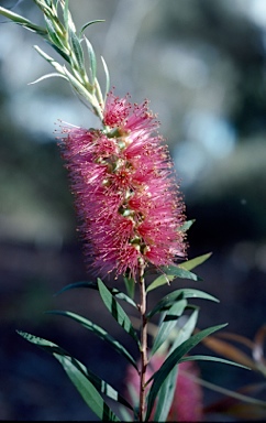 APII jpeg image of Callistemon salignus  © contact APII